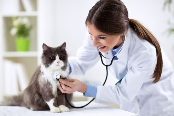 Vet Anka Veteriner Kliniği muayene
